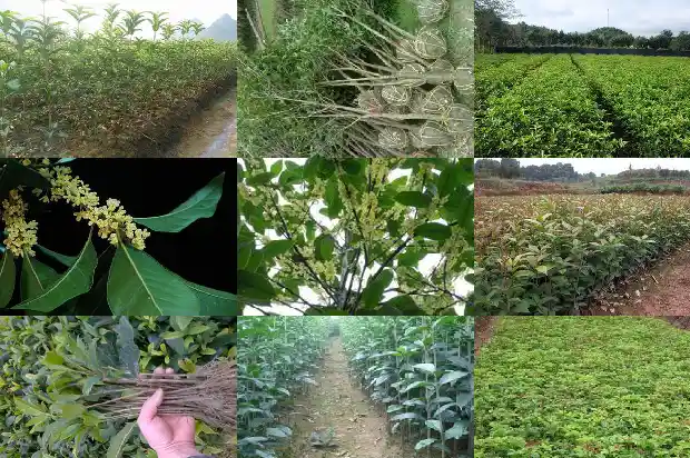 10米桂花树价格多少钱1681525886465