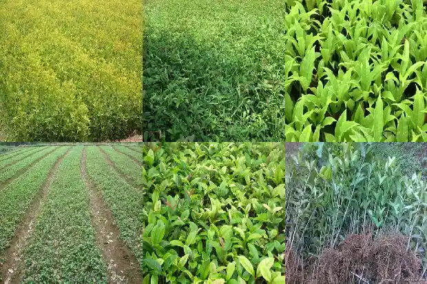 10米桂花树价格多少钱1681525886513
