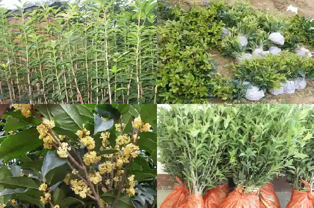 屋里可以种桂花吗1681526042894