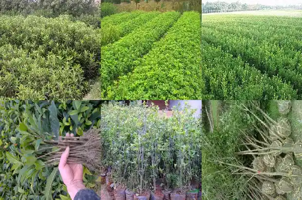 屋里可以种桂花吗1681526043037