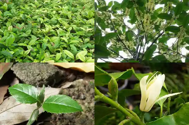 农村院里种桂花好吗1681526076834