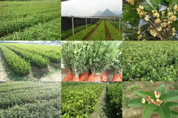 家旁边可以种桂花吗1681526102044