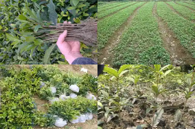 家旁边可以种桂花吗1681526102091