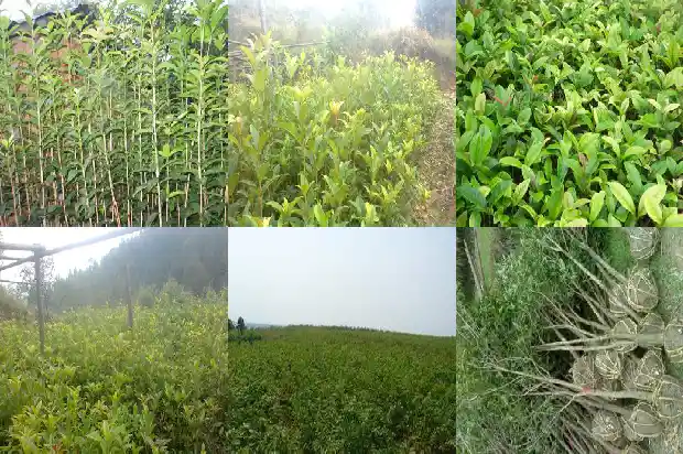 桂花苗什么时候移栽好1681526127538