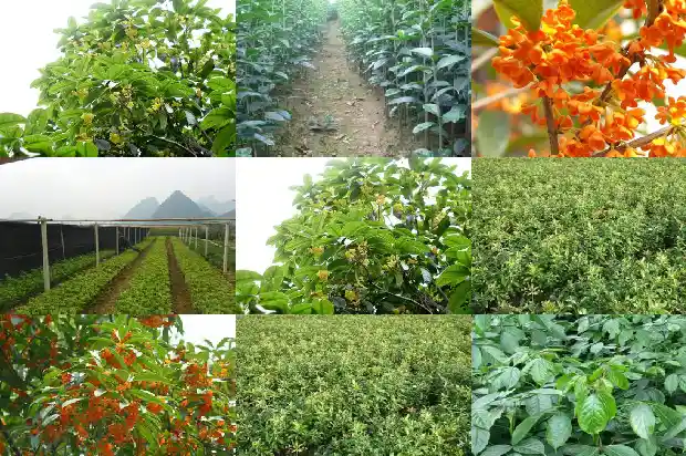 桂花茶和茉莉花茶哪个好闻1689576751021