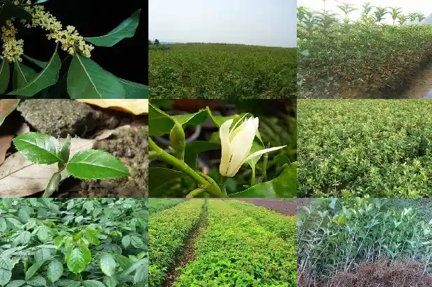 20公分桂花树苗木批发绿化1681526191452