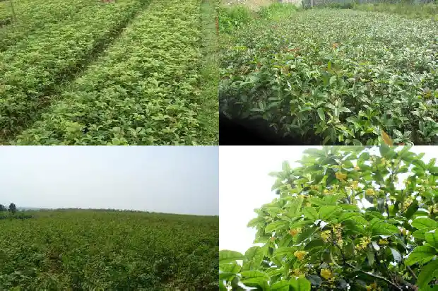 20公分桂花树苗木批发绿化1681526191499