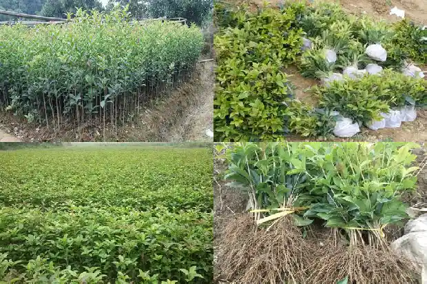 30年桂花树价格表1681526213654