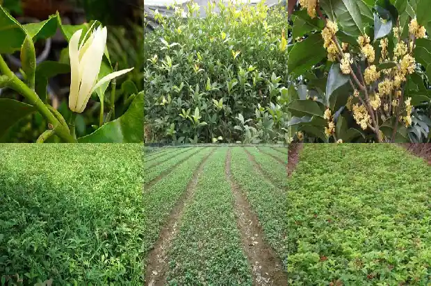 30年桂花树价格表1681526213701