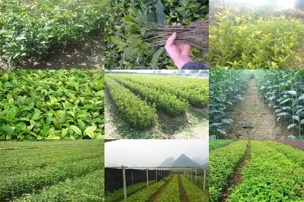 桂花树征地赔偿标准1681526259473