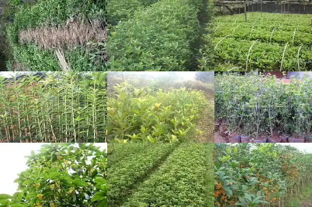 桂花树征地赔偿标准1681526259520