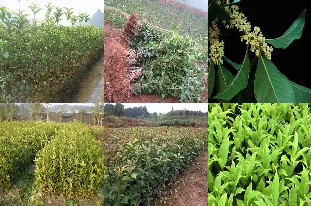 桂花树征地补偿标准1681526279412