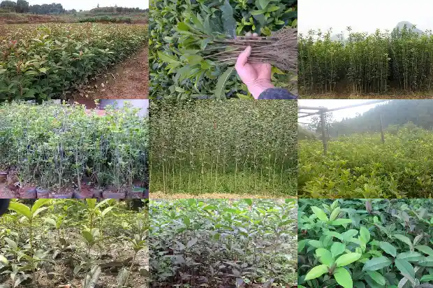 桂花树征地补偿标准1681526279460