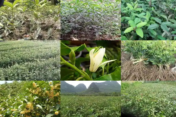 十年桂花树拆迁赔偿多少1681526329573