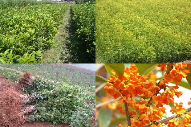 结籽桂花树价格多少1689640139103