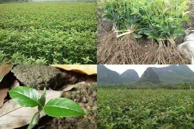 桂花树补偿标准2019价格1681526372216