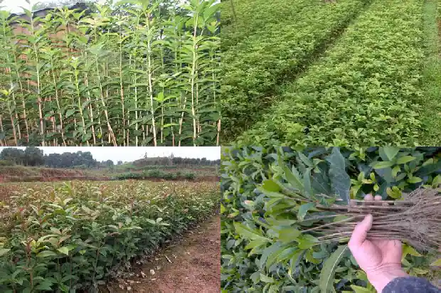 桂花树补偿标准2019价格1681526372263
