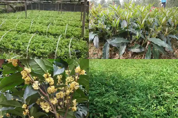 桂花树补偿标准2019价格1681526372311