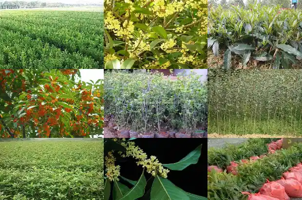 桂花树苗批发价格表1689899178516