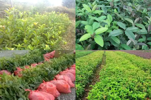 桂花树补偿1681526438149