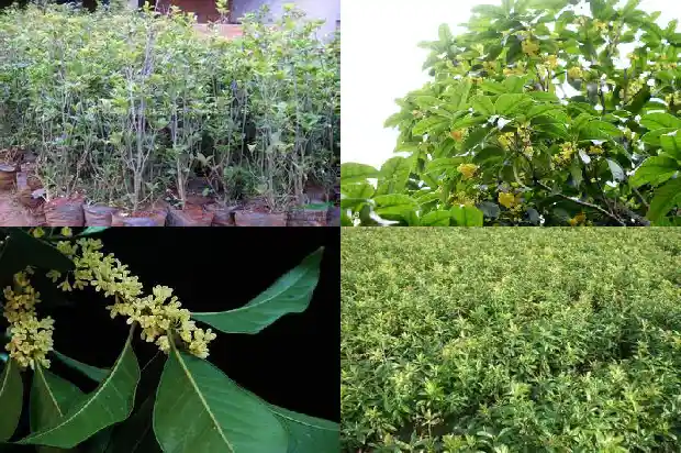 桂花树补偿1681526438197