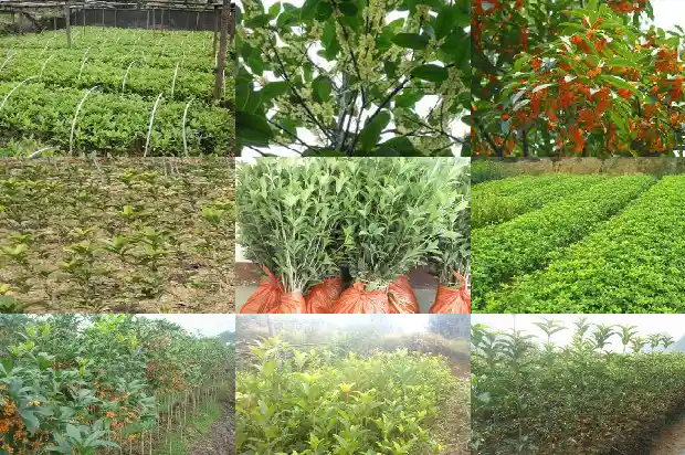 桂花树苗多少钱一颗价格1681526464746