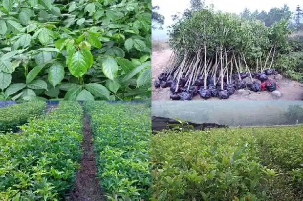 桂花树苗多少钱一颗价格1681526464839