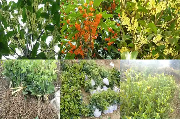 桂花树苗多少钱一颗价格1681526464887