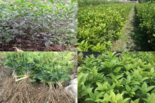 直径10cm的桂花树价格多少钱一棵1681526486206