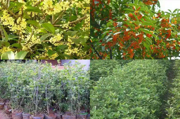直径10cm的桂花树价格多少钱一棵1681526486253