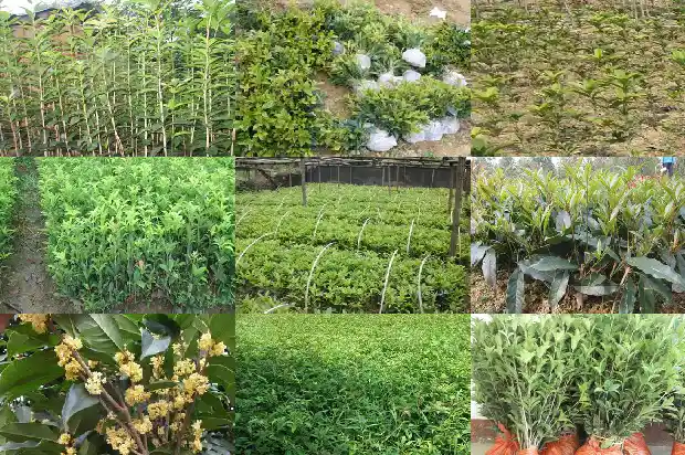 桂花树几月剪枝好呢1688948414480