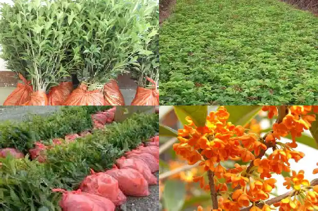 直径15cm的桂花树多少钱一盆1681526547983