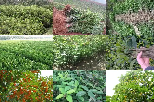 直径15cm的桂花树多少钱一盆1681526548031