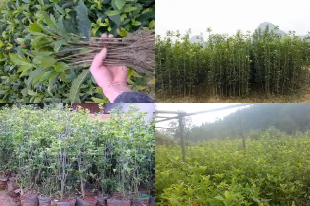 桂花树规格表1681526590305