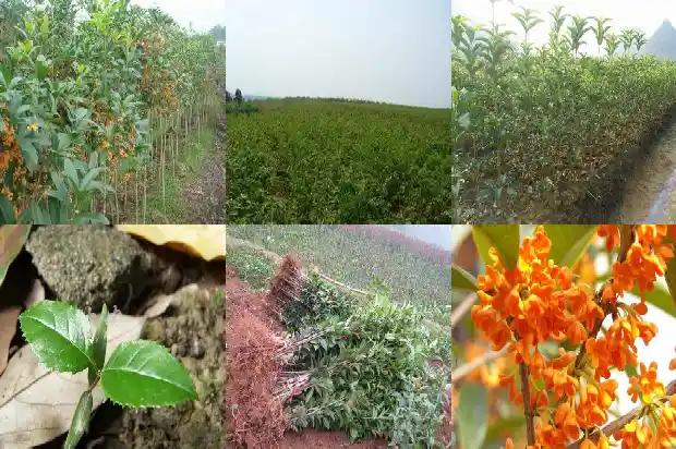 桂花2米高多少钱1681526611386