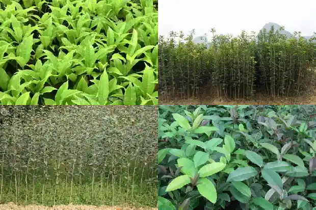 桂花大约有多高1681526637677