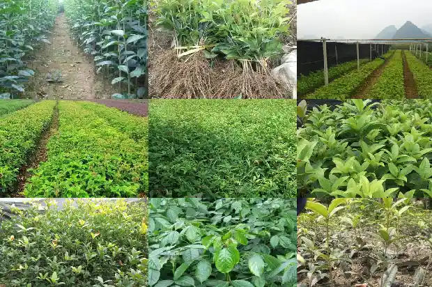 桂花树几年苗移植好活1689838514593