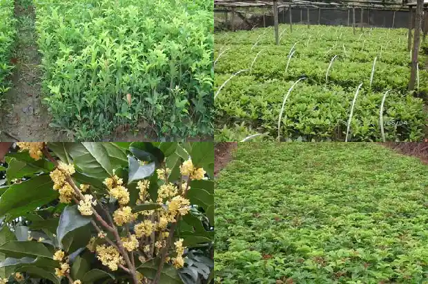 桂花最高能长多少米1681526664941