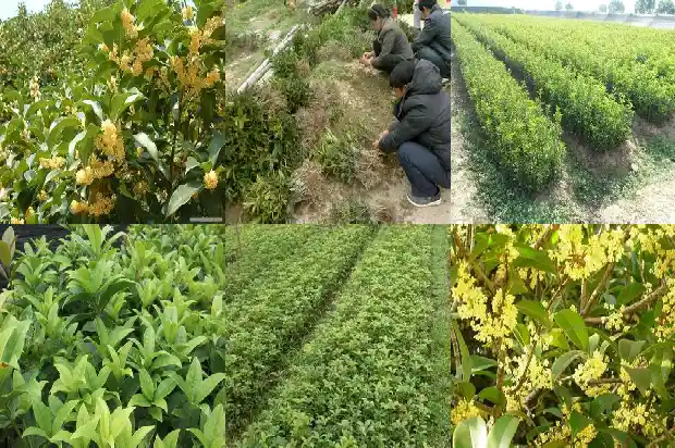 买一棵桂花树苗多少钱1681526692339