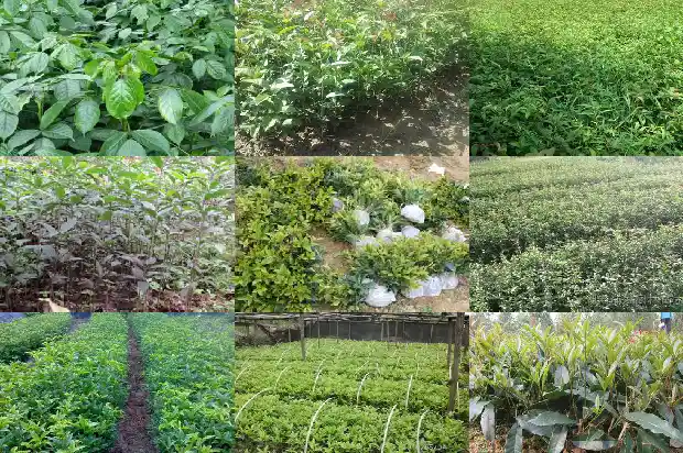 买一棵桂花树苗多少钱1681526692387