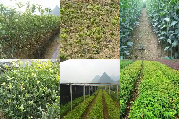 买一棵桂花树苗多少钱1681526692483