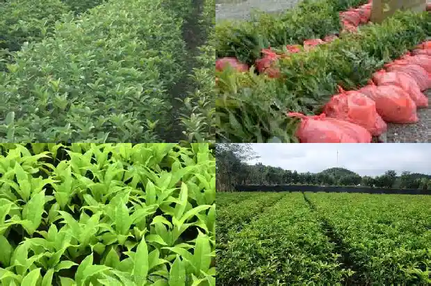 桂花功德利益1681526717685