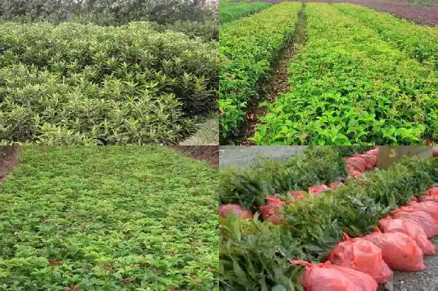 桂花树卖多少钱一盆合适1681526741619
