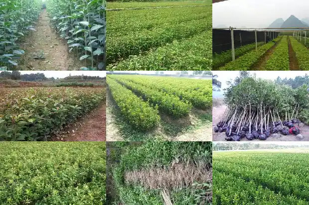 桂花树卖多少钱一盆合适1681526741763