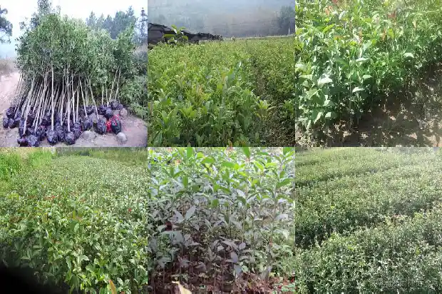 家有桂花树怎么卖1681526763551