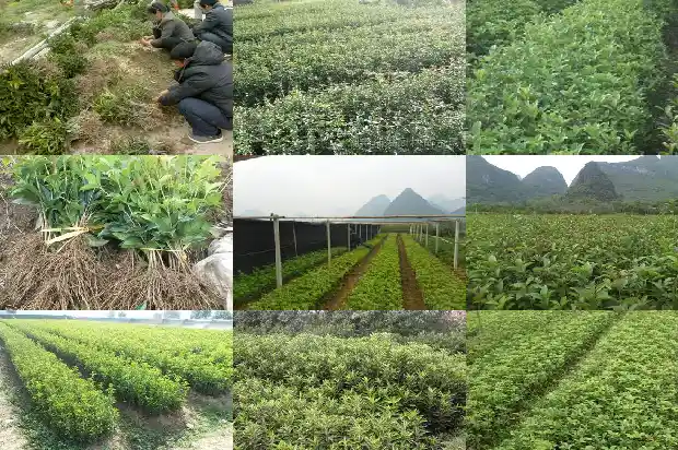 桂花树可以买卖吗1681526785824