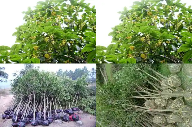 家里桂花树想卖1681526810039