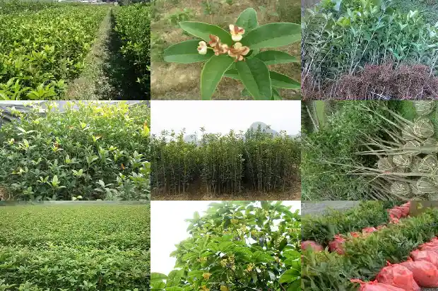 家里桂花树想卖1681526810087