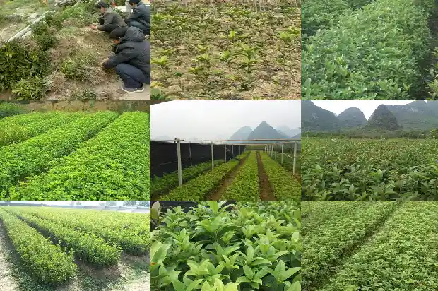 家里桂花树想卖1681526810134