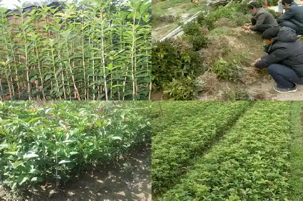 桂花树在哪里卖1681526850354